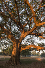 Big tree locate in area of secondary school in laos