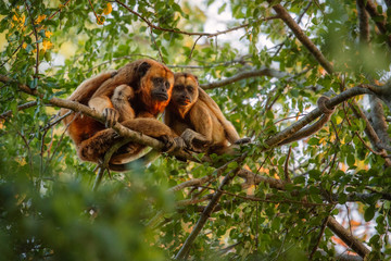 Naklejka premium Howler monkeys really high on a giant tree in brazilian jungle. South american wildlife. Alouatta. Beautiful and rare monkey in the nature habitat.