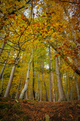 Autumnal Colors in the Undergrowth of Auvergne