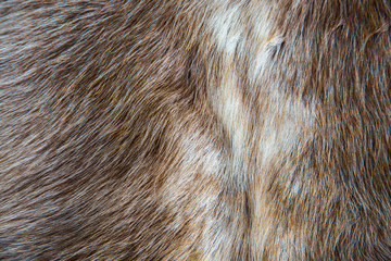 fur
