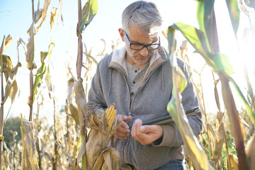 Agronomist in corn field testing quality of cereals © goodluz