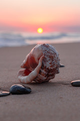 Shell