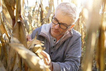 Agronomist in corn field testing quality of cereals © goodluz
