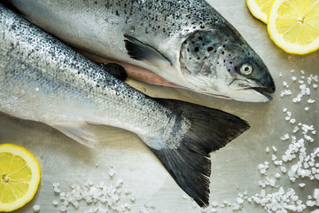 Two salmons on metalic grey background