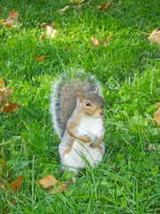 Squirrel standing in grass