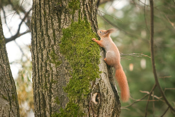 Squirrel on tree in woods