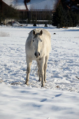 Fototapeta na wymiar White horse on a snowy meadow in winter