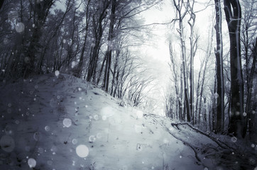 snowfall in winter forest