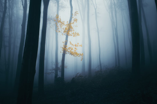 Fototapeta last autumn leaves on tree in magical forest