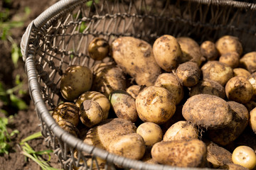 Potato harvest