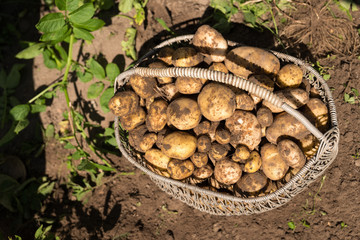 Potato harvest