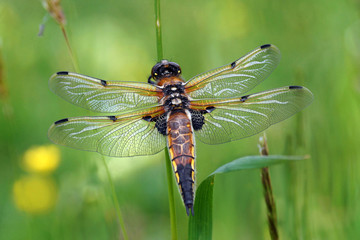 Libellula quadrimaculata, a very beautiful dragonfly with iridescent colors    