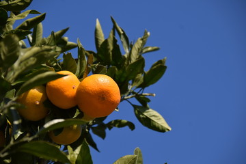 Satsuma orange - Citrus unshiu. It is called “Mikan” in Japan.
