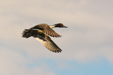 anatra selvatica in volo, codone maschio,Anas acuta,sfondo cielo 