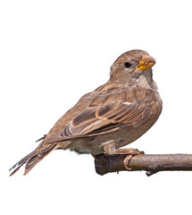 Portrait of a sparrow on white