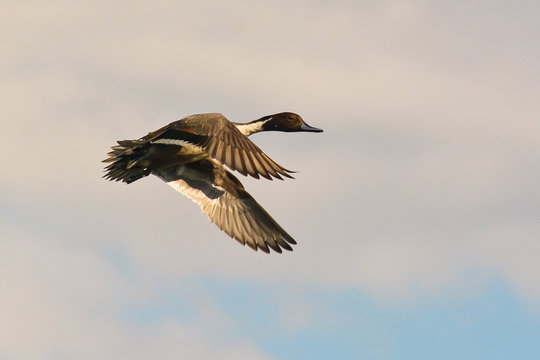 anatra selvatica in volo, codone maschio,Anas acuta,sfondo cielo 