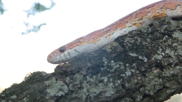 Mexican Corn Snake Moving on the Tree