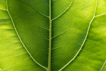 Abstract green leaf texture for background soft focus.