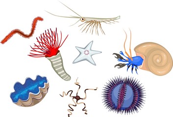 Set of different marine invertebrates animals on white background - obrazy, fototapety, plakaty