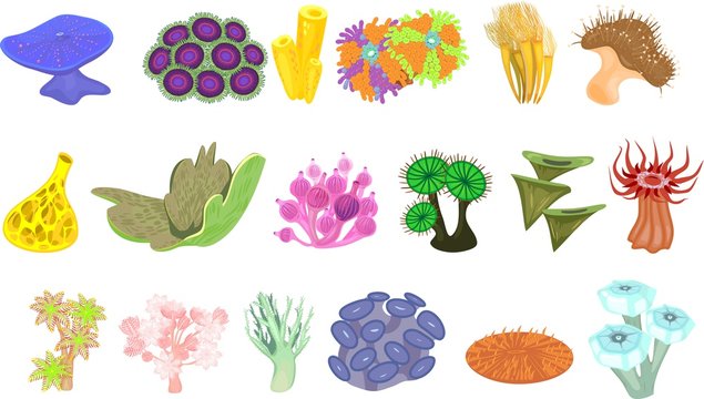 Set of different species of soft corals on white background