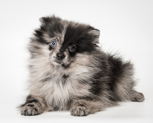 Obraz premium German Spitz in the studio