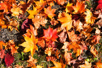 Autumn leaves background, The leaves change color.