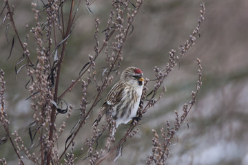 Common redpoll female eating grass. Cute little north songbird. Bird in wildlife.