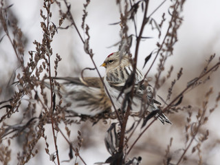 Arctic redpoll female and common redpoll nettle grass. Cute little north migrant songbird. Bird in wildlife.