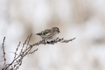 Common redpoll female eating grass. Cute little north songbird. Bird in wildlife.