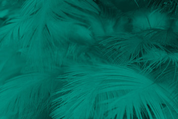 Beautiful florida keys colors tone  feather texture background,trends color 2018 