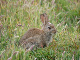 Rabbit on Skomer Island in Wales