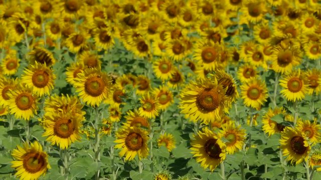 Field of yellow sunflowers growing in summer. 