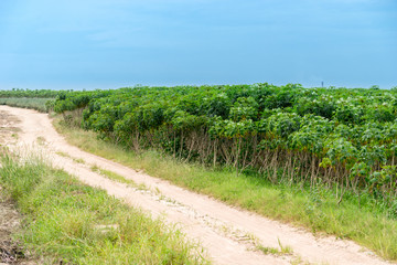 Fototapeta na wymiar tapioca trees with Rural road