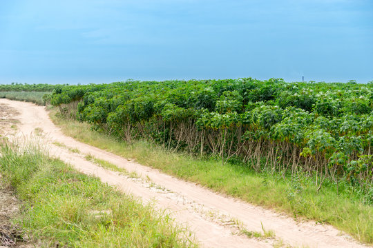 tapioca trees with Rural road