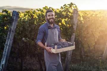 Portrait of man wearing apron and holding crate with grape in vineyard.