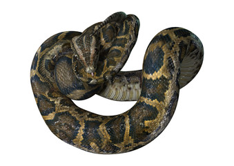 3D Rendering Burmese Python on White