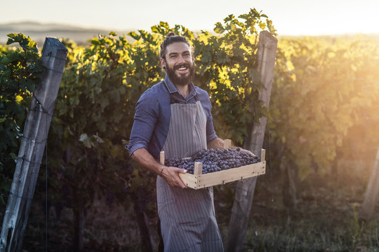 Portrait of man wearing apron and holding crate with grape in vineyard.