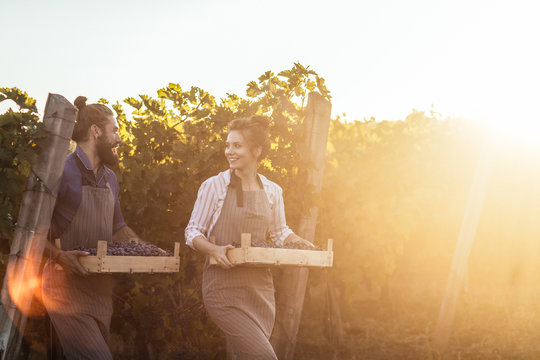 Pretty Caucasian smiling woman and handsome man carrying grape from vineyard.