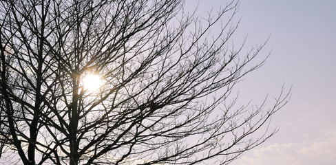 木　逆光　素材