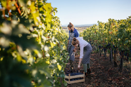 Couple working in vineyard.