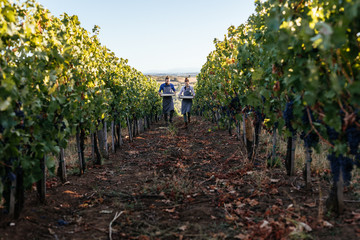 Couple carrying crates with grape in vineyard and looking happy.