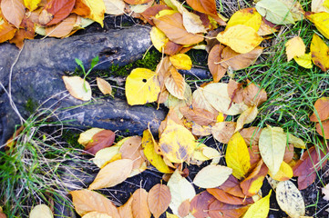 Fallen Leaves Background