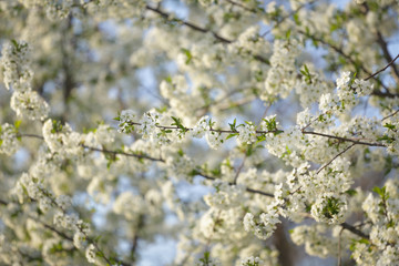 Blosom flowers on tree