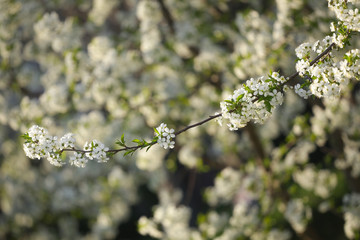 Blosom flowers on tree