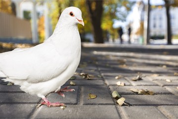 White.