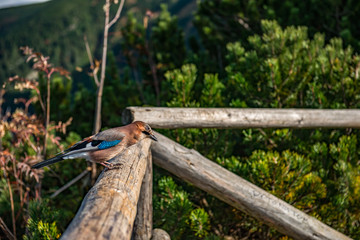 Sójka na belce © Kamil_k2p