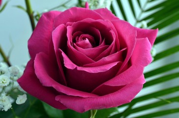 Роза,красота,фон, открытка