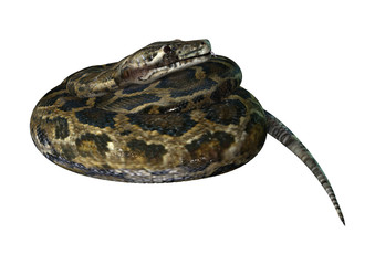 3D Rendering Burmese Python on White