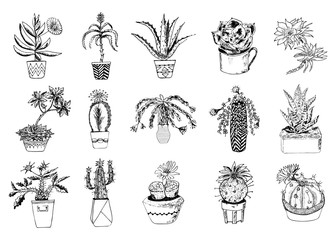 Succulents set, cactus, peyote, echeveria, haworthia, aloe vera. Green decorative plants in the teacup and pots. Floral botanical leaves engraved. hand drawn. vector collection bushes and branches.