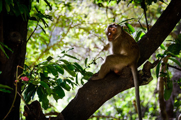 National Park Monkey